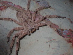 Heteropoda pingtungensis