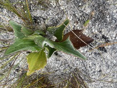 Mairia coriacea