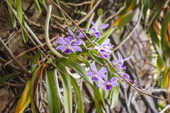 Vanda coerulescens
