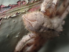 Heteropoda pingtungensis
