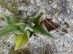 Mairia coriacea