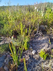 Trachyandra tabularis