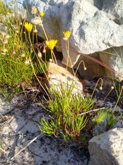Ursinia tenuifolia