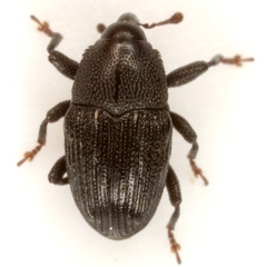 Pseudobaris sobrina