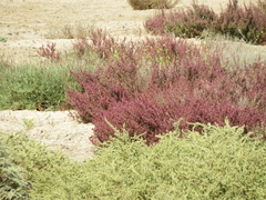 Caroxylon imbricatum