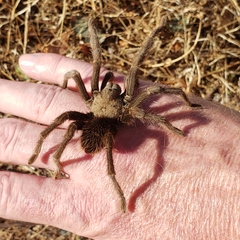 Aphonopelma johnnycashi