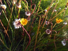 Ursinia tenuifolia