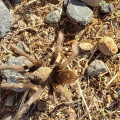 Aphonopelma johnnycashi