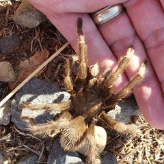 Aphonopelma johnnycashi