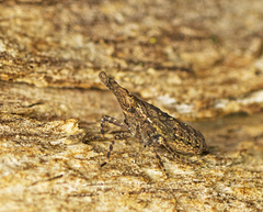 Amyclinae