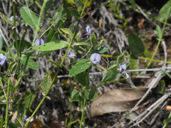 Psoralea monophylla