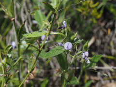 Psoralea monophylla