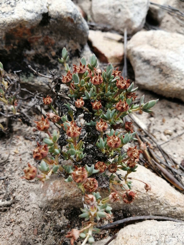 Antimima verruculosa, Cape Winelands, ZA-WC, ZA