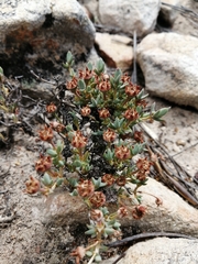 Antimima verruculosa