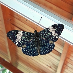 Hamadryas amphinome amphinome
