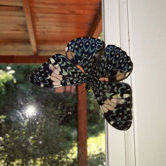 Hamadryas amphinome amphinome