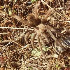 Aphonopelma johnnycashi