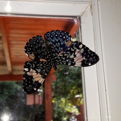 Hamadryas amphinome amphinome