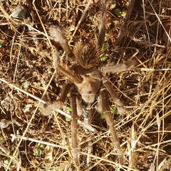 Aphonopelma johnnycashi
