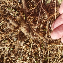 Aphonopelma johnnycashi