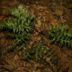 Asplenium × trudellii