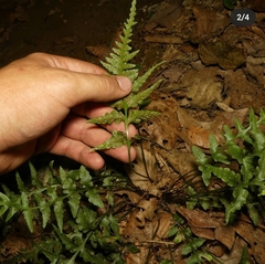 Asplenium × trudellii