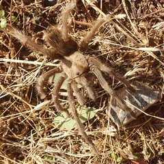 Aphonopelma johnnycashi