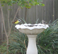 Pitangus sulphuratus