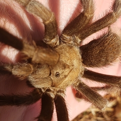 Aphonopelma johnnycashi