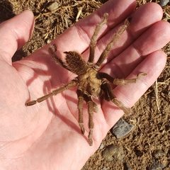 Aphonopelma johnnycashi