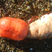 photo of Orange Sea Cucumber (Cucumaria miniata)