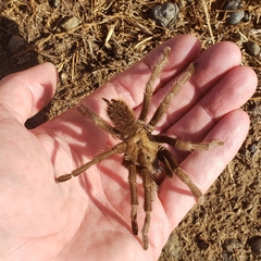 Aphonopelma johnnycashi