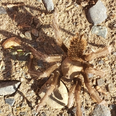 Aphonopelma johnnycashi
