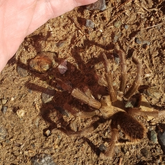 Aphonopelma johnnycashi