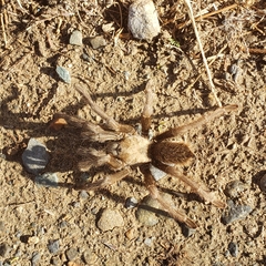Aphonopelma johnnycashi