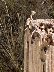 Sceloporus occidentalis
