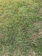 Eremochloa ophiuroides