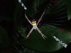 Argiope minuta