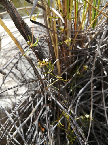 Image of Common Muggiegrass (Adenogramma lichtensteiniana) by (c) Danie Palm, some rights reserved (CC BY)