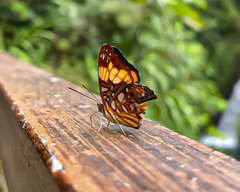 Adelpha saundersii