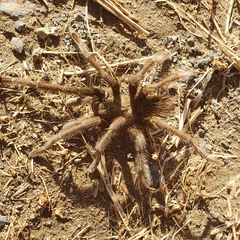 Aphonopelma johnnycashi