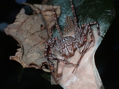 Hamadruas sikkimensis