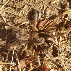 Aphonopelma johnnycashi