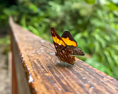 Adelpha saundersii