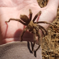 Aphonopelma johnnycashi
