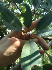 Manilkara jaimiqui emarginata