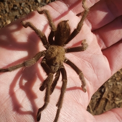 Aphonopelma johnnycashi