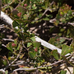 Searsia cuneifolia