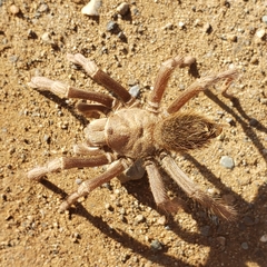 Aphonopelma johnnycashi
