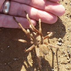 Aphonopelma johnnycashi